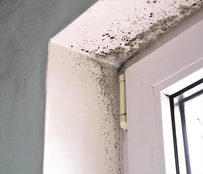 Mold growth from previous water damage