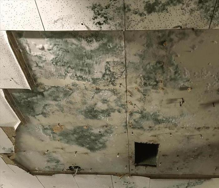 Mold growth inside of a building's ceiling