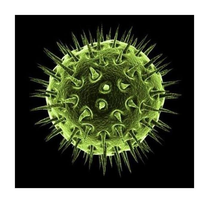 picture of coronavirus